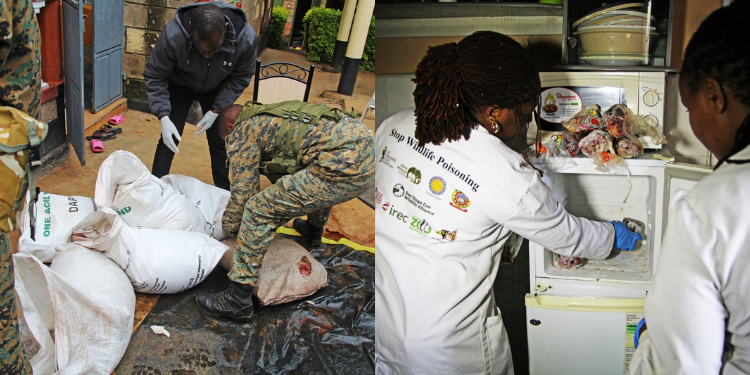 KWS has issued a warning on the dangers of bushmeat consumption after seizing several packs of suspected deboned zebra meat in Gikambura, Kiambu. PHOTO/KWS.