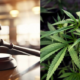 A Photo Collage of A Court Gravel And Cannabis Sativa Plant. PHOTO/ File