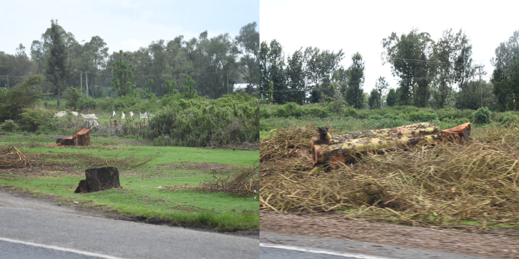 KeNHA explained that replanting is sometimes carried out in alternative areas. PHOTO/KeNHA.