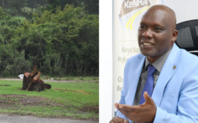 KeNHA has clarified that tree replacement following road construction or maintenance projects may not always occur at the exact locations where trees were removed. PHOTO/KeNHA.