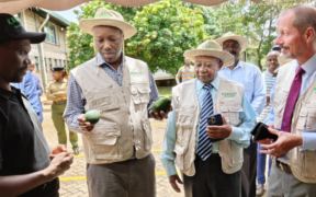 Ministry of Investments, Trade and Industry Cabinet Secretary Lee Kinyanjui (second left) admires avocado fruits at Kakuzi Plc, flanked by the firm's Avocado General Manager Jonathan Kipruto (left), Chairman Nick Ng'ang'a (centre) and Managing Director Chris Flowers (right). This year, Kakuzi plans to double its current export capacity to more than US$100 million per year in the medium term while eyeing an investment of more than US$ 15 million to expand its blueberry-growing venture by increasing its orchards from 10 hectares to 100 hectares.