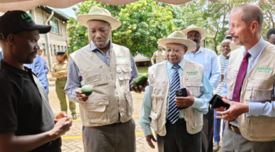 Ministry of Investments, Trade and Industry Cabinet Secretary Lee Kinyanjui (second left) admires avocado fruits at Kakuzi Plc, flanked by the firm's Avocado General Manager Jonathan Kipruto (left), Chairman Nick Ng'ang'a (centre) and Managing Director Chris Flowers (right). This year, Kakuzi plans to double its current export capacity to more than US$100 million per year in the medium term while eyeing an investment of more than US$ 15 million to expand its blueberry-growing venture by increasing its orchards from 10 hectares to 100 hectares.