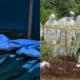 Collage photo of bodies exhumed and presence of DCI officers in the site PHOTO/Vocal Africa