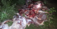 Donkey meat which was found by law officers