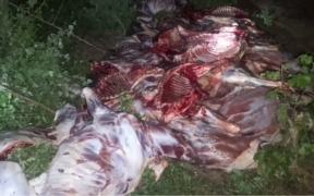 Donkey meat which was found by law officers