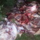 Donkey meat which was found by law officers