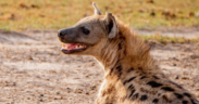 Residents chase kill and slaughter a hyena PHOTO/KWS