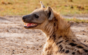 Residents chase kill and slaughter a hyena PHOTO/KWS