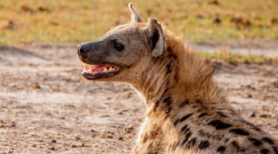 Residents chase kill and slaughter a hyena PHOTO/KWS