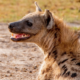 Residents chase kill and slaughter a hyena PHOTO/KWS