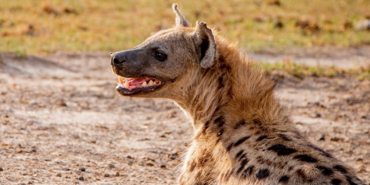 Residents chase kill and slaughter a hyena PHOTO/KWS