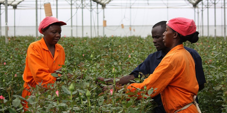 Farmers tending to flowering plants in a greenhouse PHOTO/KFC