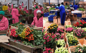 A photo collage of farmers packaging flowers PHOTO/KFC