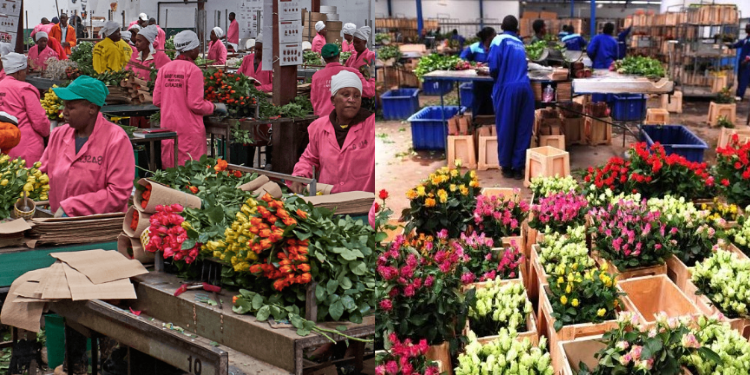 A photo collage of farmers packaging flowers PHOTO/KFC
