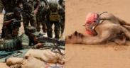 A photo collage of KDF Combined Fire-Power Exercise at Larisoro, Samburu County, on February 28, 2025, and a dead camel. PHOTO/KDF/Citizen Digital.