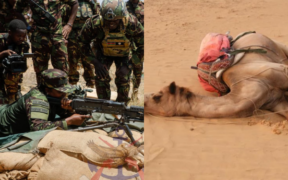 A photo collage of KDF Combined Fire-Power Exercise at Larisoro, Samburu County, on February 28, 2025, and a dead camel. PHOTO/KDF/Citizen Digital.