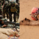 A photo collage of KDF Combined Fire-Power Exercise at Larisoro, Samburu County, on February 28, 2025, and a dead camel. PHOTO/KDF/Citizen Digital.