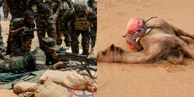 A photo collage of KDF Combined Fire-Power Exercise at Larisoro, Samburu County, on February 28, 2025, and a dead camel. PHOTO/KDF/Citizen Digital.