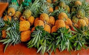 Pineapples which were allegedly stolen