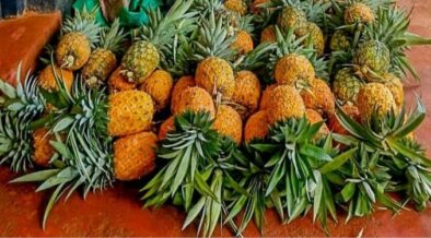 Pineapples which were allegedly stolen
