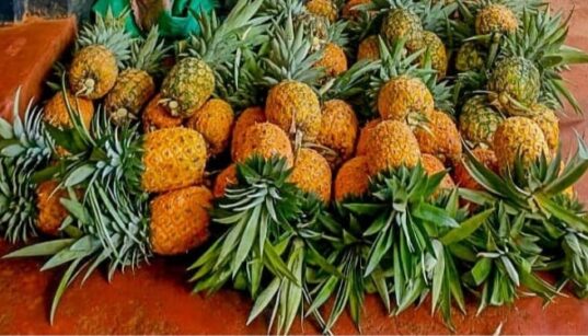 Pineapples which were allegedly stolen