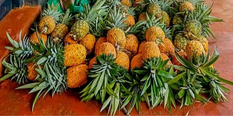Pineapples which were allegedly stolen