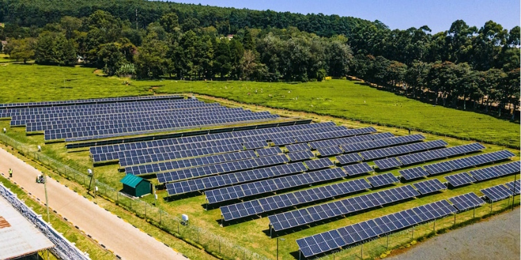 Photo of one of Sasini farms. PHOTO/Sasini