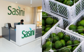 Sasini Plc Puts Modern Avocado Processing Plant Up for Sale in Nairobi