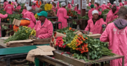 Flower farm workers in a factory in Kenya. PHOTO/ File