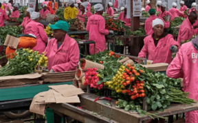 Flower farm workers in a factory in Kenya. PHOTO/ File