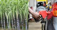A photo collage of sugarcane plantation in Kenya and a fuel pump. PHOTO/The Standard/Pulse Kenya.