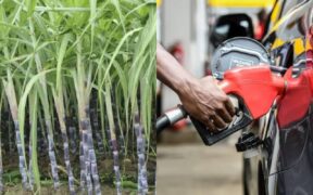 A photo collage of sugarcane plantation in Kenya and a fuel pump. PHOTO/The Standard/Pulse Kenya.