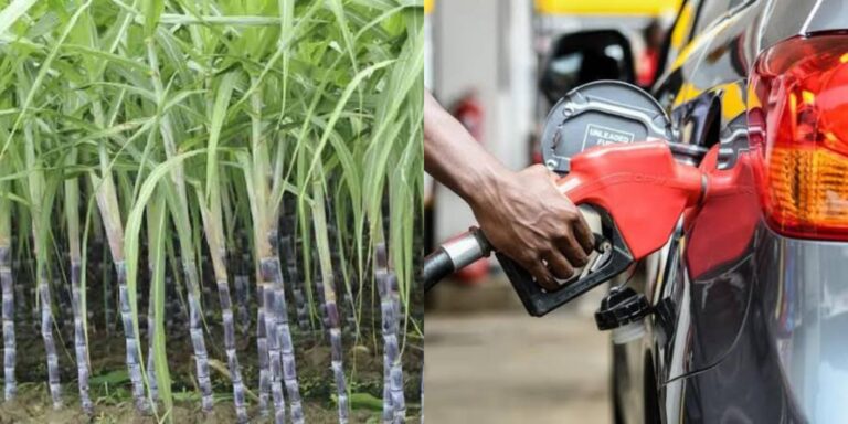 A photo collage of sugarcane plantation in Kenya and a fuel pump. PHOTO/The Standard/Pulse Kenya.