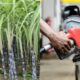A photo collage of sugarcane plantation in Kenya and a fuel pump. PHOTO/The Standard/Pulse Kenya.
