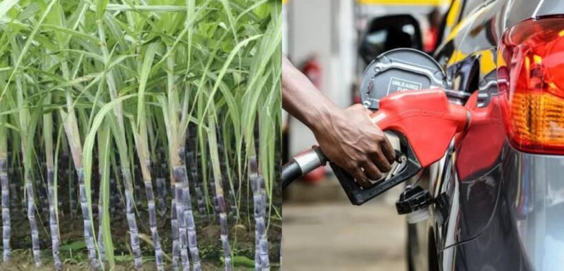 A photo collage of sugarcane plantation in Kenya and a fuel pump. PHOTO/The Standard/Pulse Kenya.
