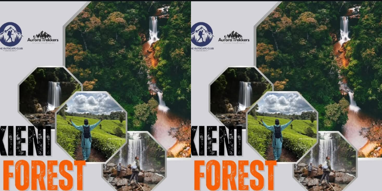 Kieni Forest