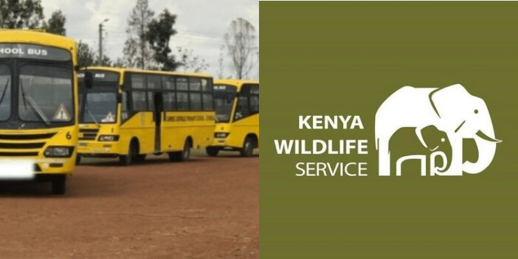 KWS launches student-friendly discounts on park entry fees, making wildlife learning more affordable across Kenya’s national parks. Valid until July 31, 2026