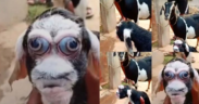 A Picture of a Rare Goat