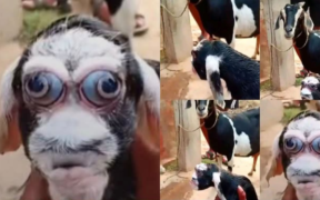 A Picture of a Rare Goat