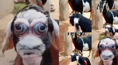 A Picture of a Rare Goat