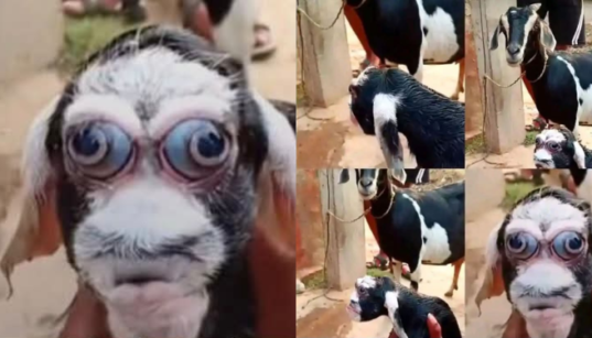 A Picture of a Rare Goat