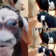 A Picture of a Rare Goat