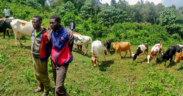 Police Recover 12 Stolen Cattle, Arrest 2 in Bungoma