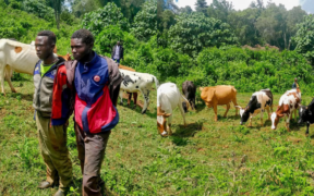 Police Recover 12 Stolen Cattle, Arrest 2 in Bungoma