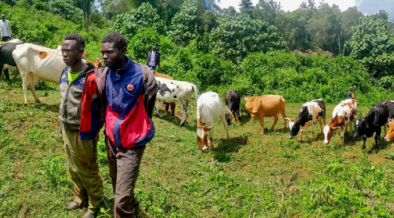 Police Recover 12 Stolen Cattle, Arrest 2 in Bungoma