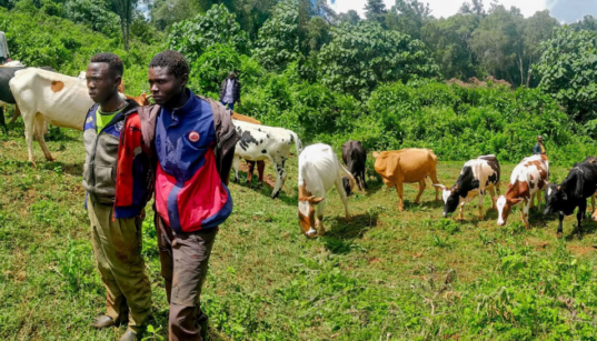 Police Recover 12 Stolen Cattle, Arrest 2 in Bungoma