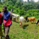 Police Recover 12 Stolen Cattle, Arrest 2 in Bungoma