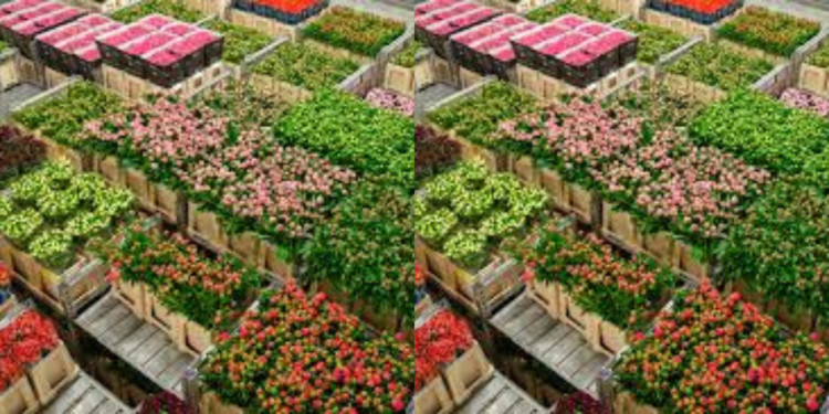 Flower Exporters Count Losses Amid Shipping Crisis.Photo/ file