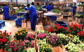 Flower Exporters Lose Ksh724 Million as Air Cargo Delays Disrupt European Shipments. Photo/ file