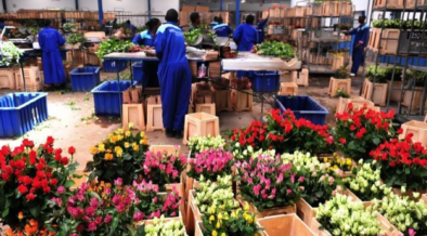 Flower Exporters Lose Ksh724 Million as Air Cargo Delays Disrupt European Shipments. Photo/ file